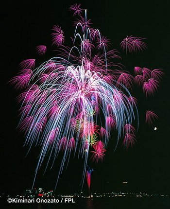 floral shell of shells_cherry blossoms